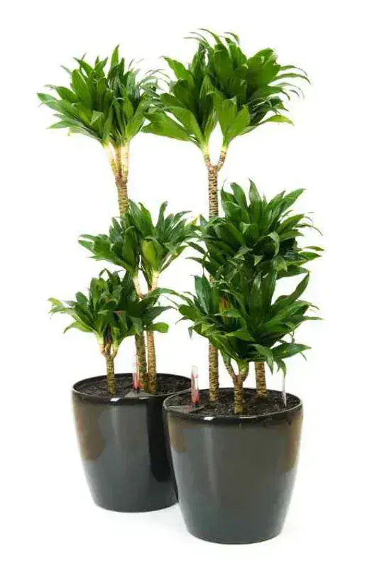Dracaena Compacta (Kompakt Ejderha)