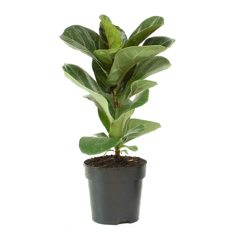 Ficus Lyrata Ofis Bitkisi Seri 11
