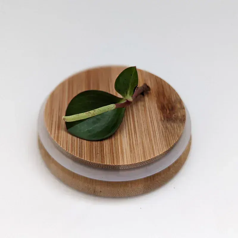 Peperomia Obtusifolia (Bebek Kauçuk)