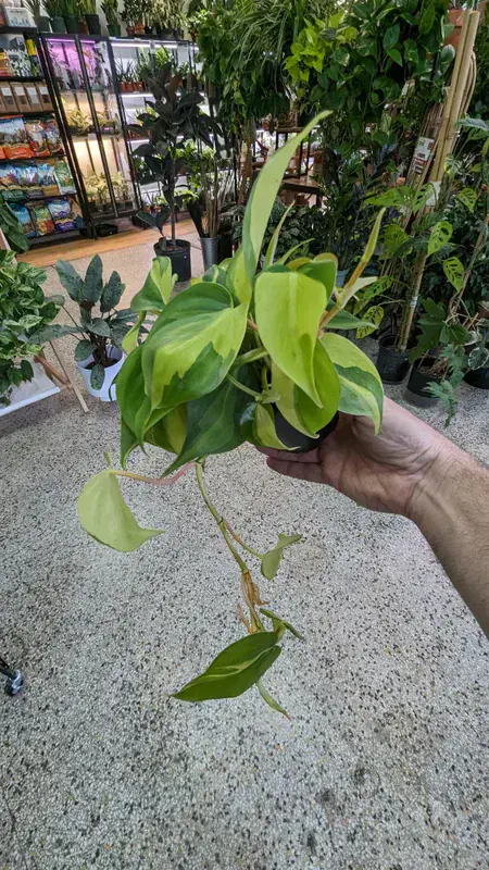 Philodendron Brasil