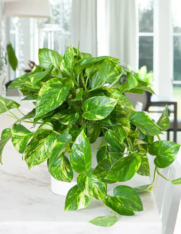 Pothos / Epipremnum Aureum (Scindapsus)