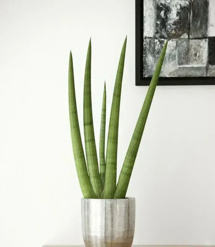Sansevieria Cylindrica (Silindirik Paşa Kılıcı)