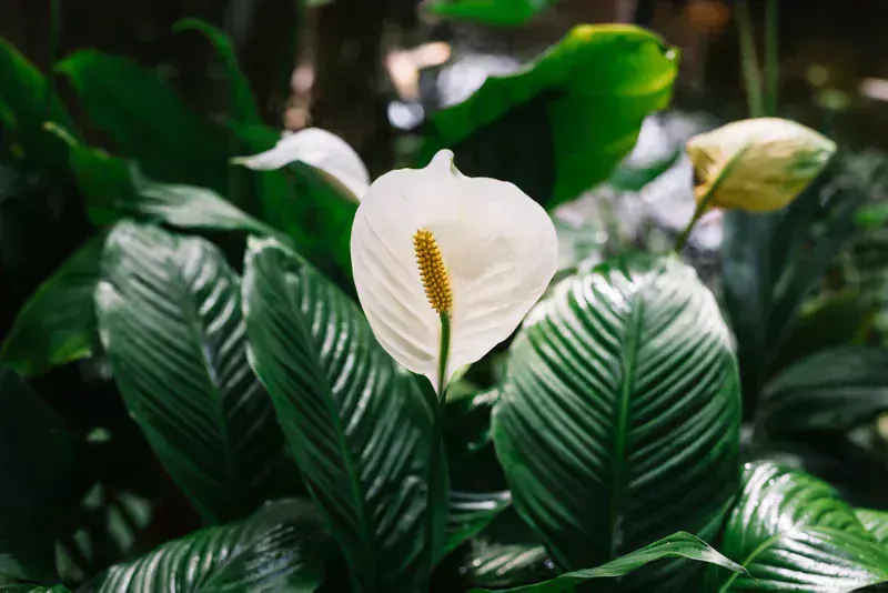 Spathiphyllum Sensation (Barış Çiçeği)