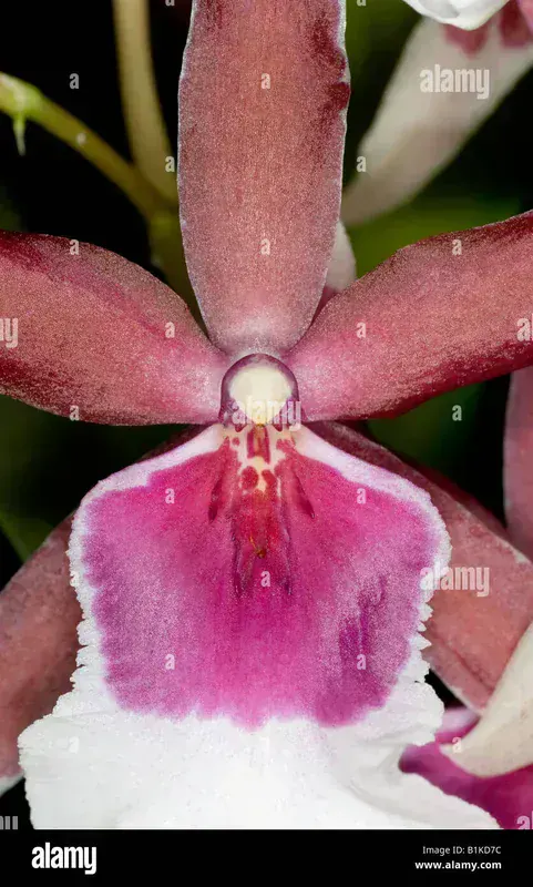 Cambria (Vuylstekeara)