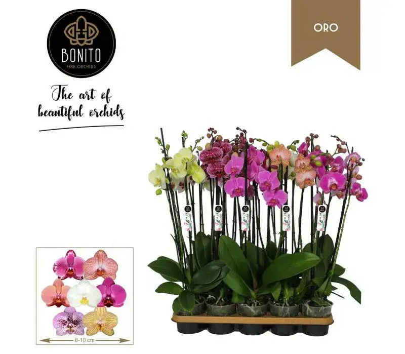 CoolConcept İthal Phalaenopsis Premium