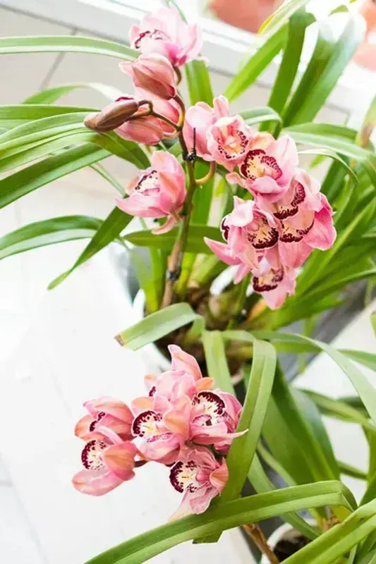Cymbidium (Tekne Orkidesi)