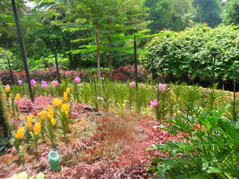 Miltoniopsis (Menekşe Orkide)