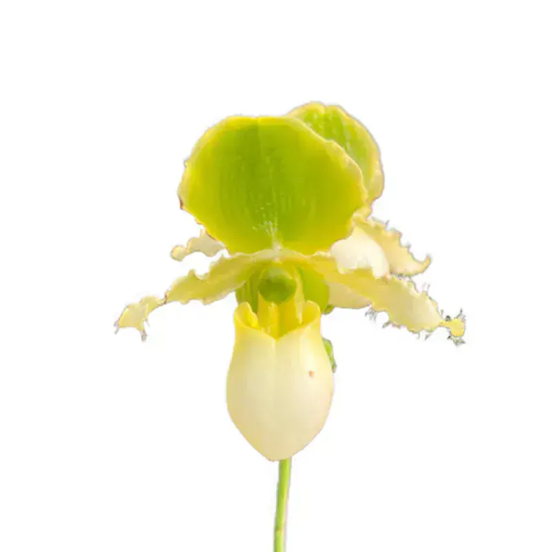 Paphiopedilum (Venüs Terliği)