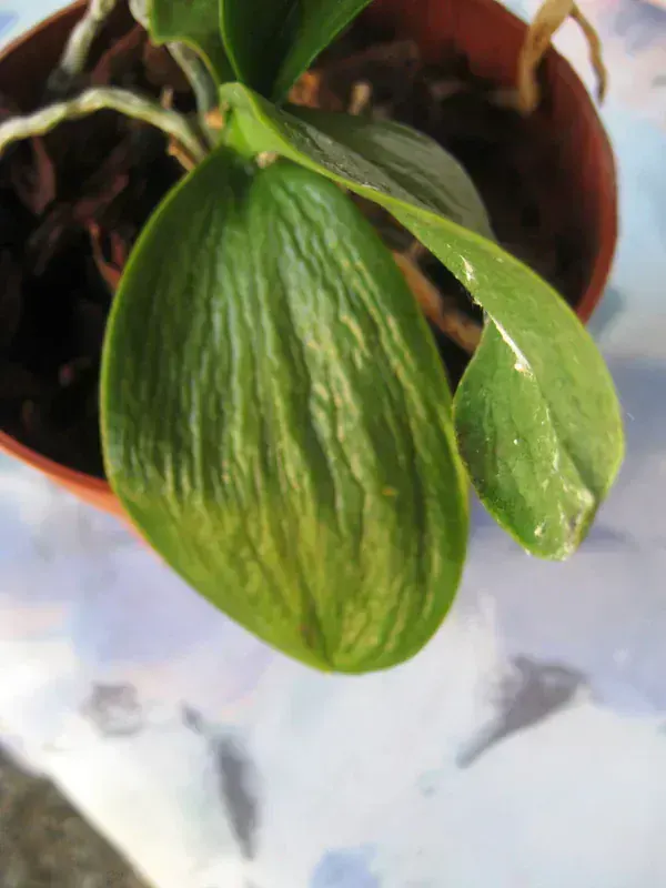 Phalaenopsis (Kelebek Orkide) - Çift Dallı