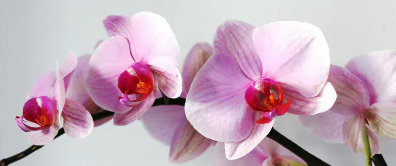 Phalaenopsis Mini (Mini Orkide)