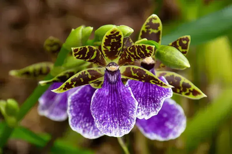 Zygopetalum Orkide