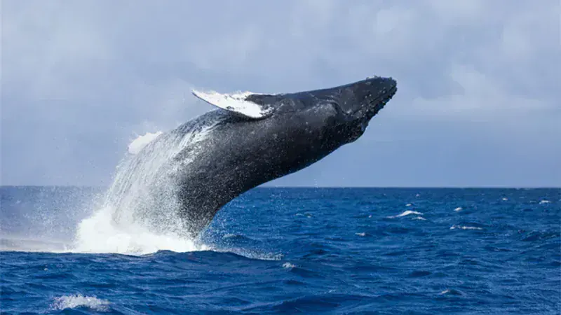 Waterlife WL SKY Digital