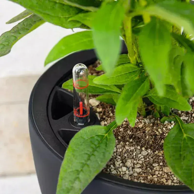 Lechuza Classico LS 28