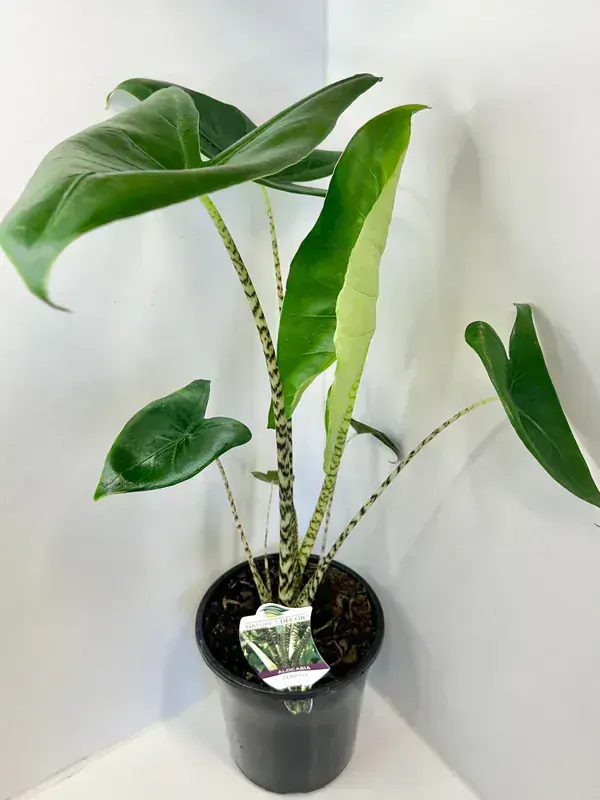 Alocasia Zebrina