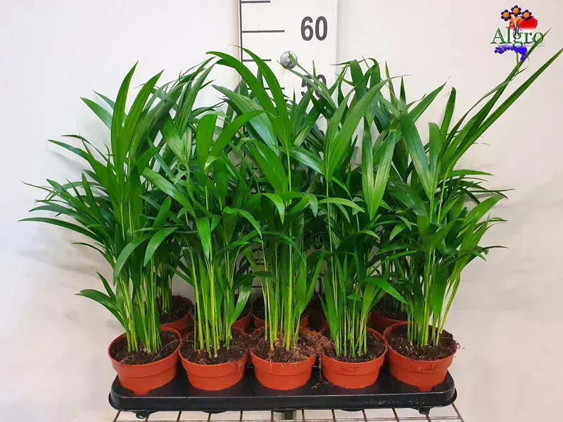 Dypsis Lutescens (Areka Palmiyesi)