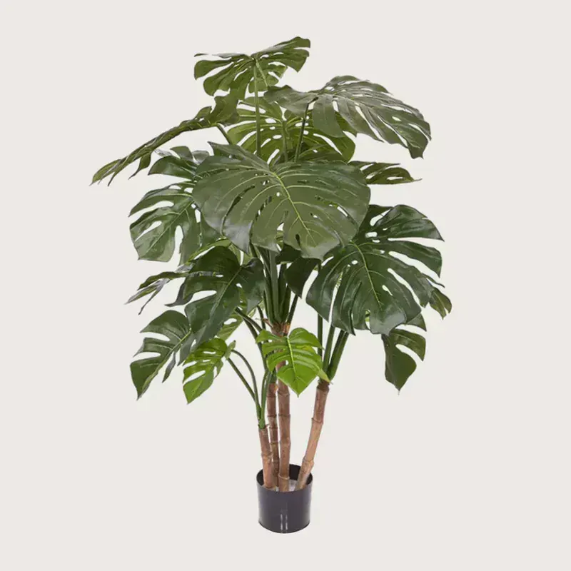 CoolConcept Monstera Deluxe Set