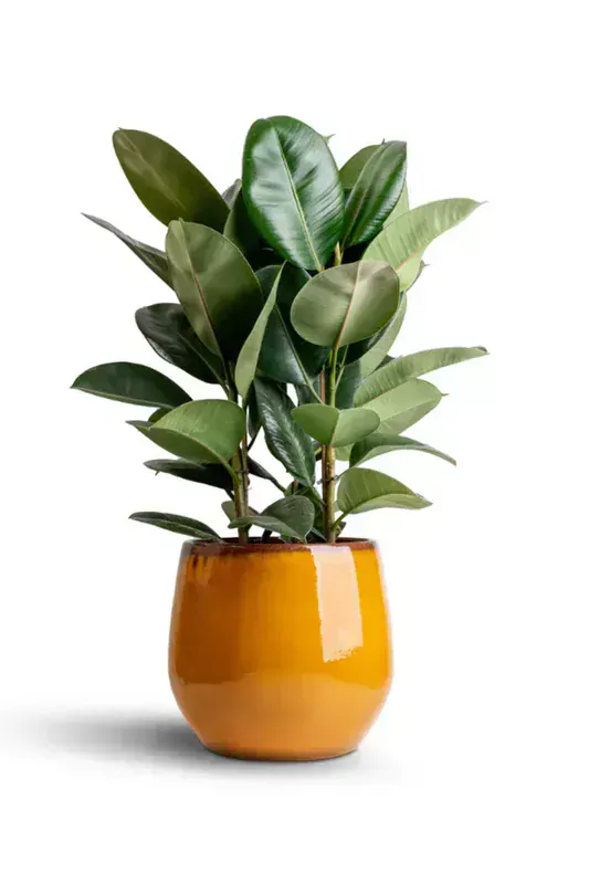 Ficus Elastica Robusta (Kauçuk Bitkisi)