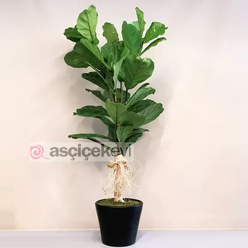 Ficus Lyrata (Keman Yapraklı İncir)