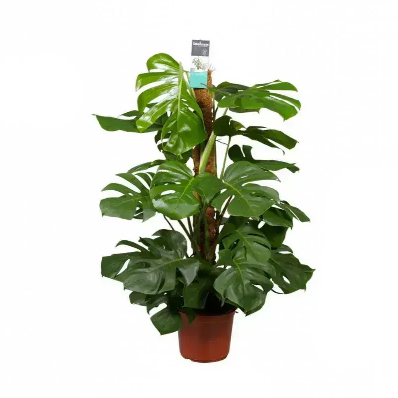 Monstera Deliciosa (Deve Tabanı)