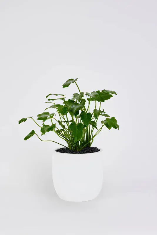 Philodendron Xanadu Salon Bitkisi Seri 9