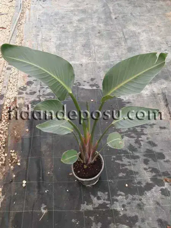 Strelitzia Nicolai (Dev Cennet Kuşu)