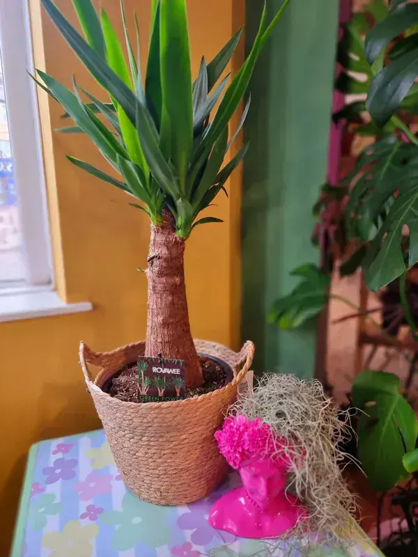 Yucca Elephantipes Salon Bitkisi Seri 8