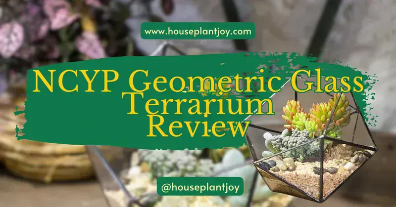 NCYP Geometric Glass Terrarium